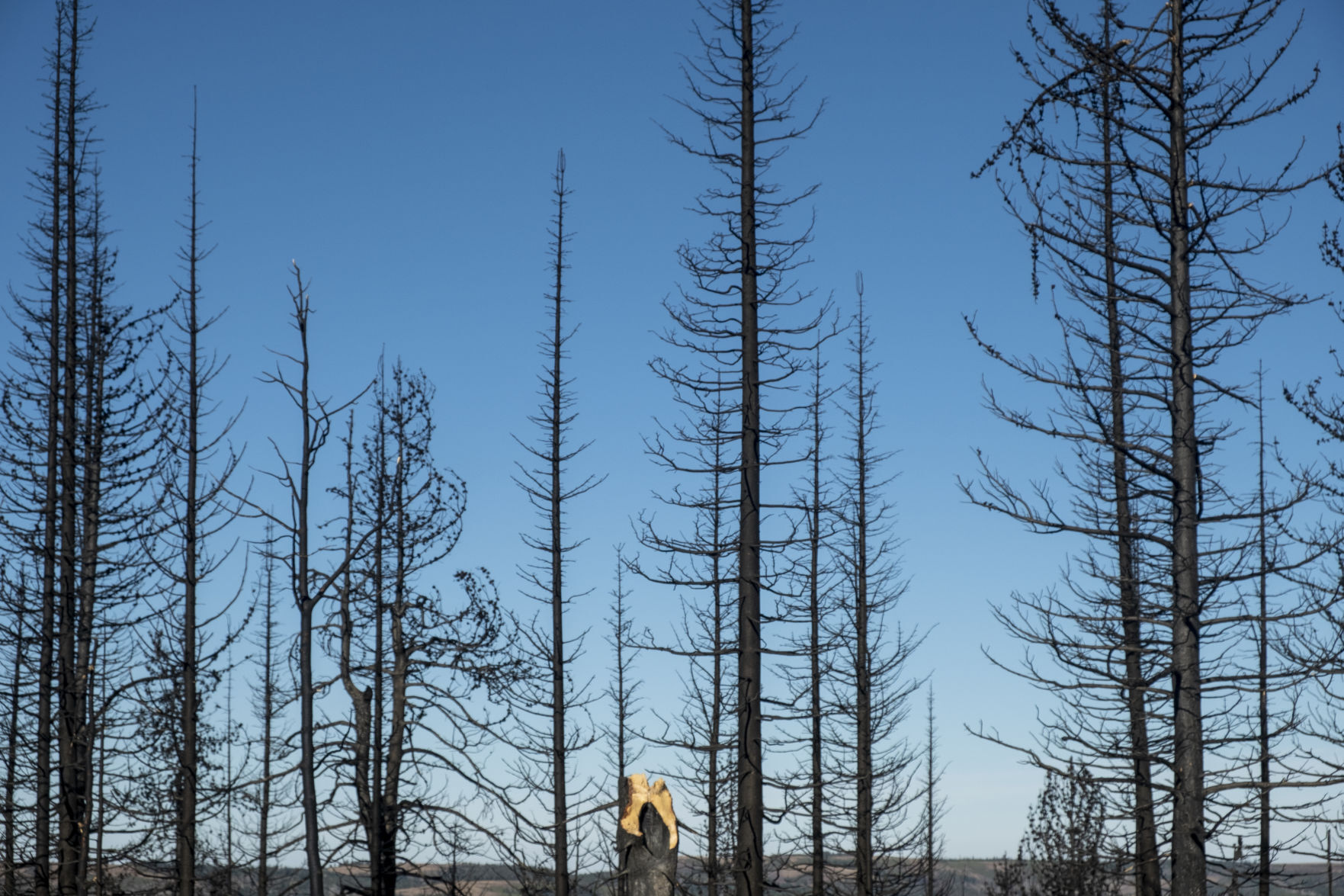 Badger Fire damage south end